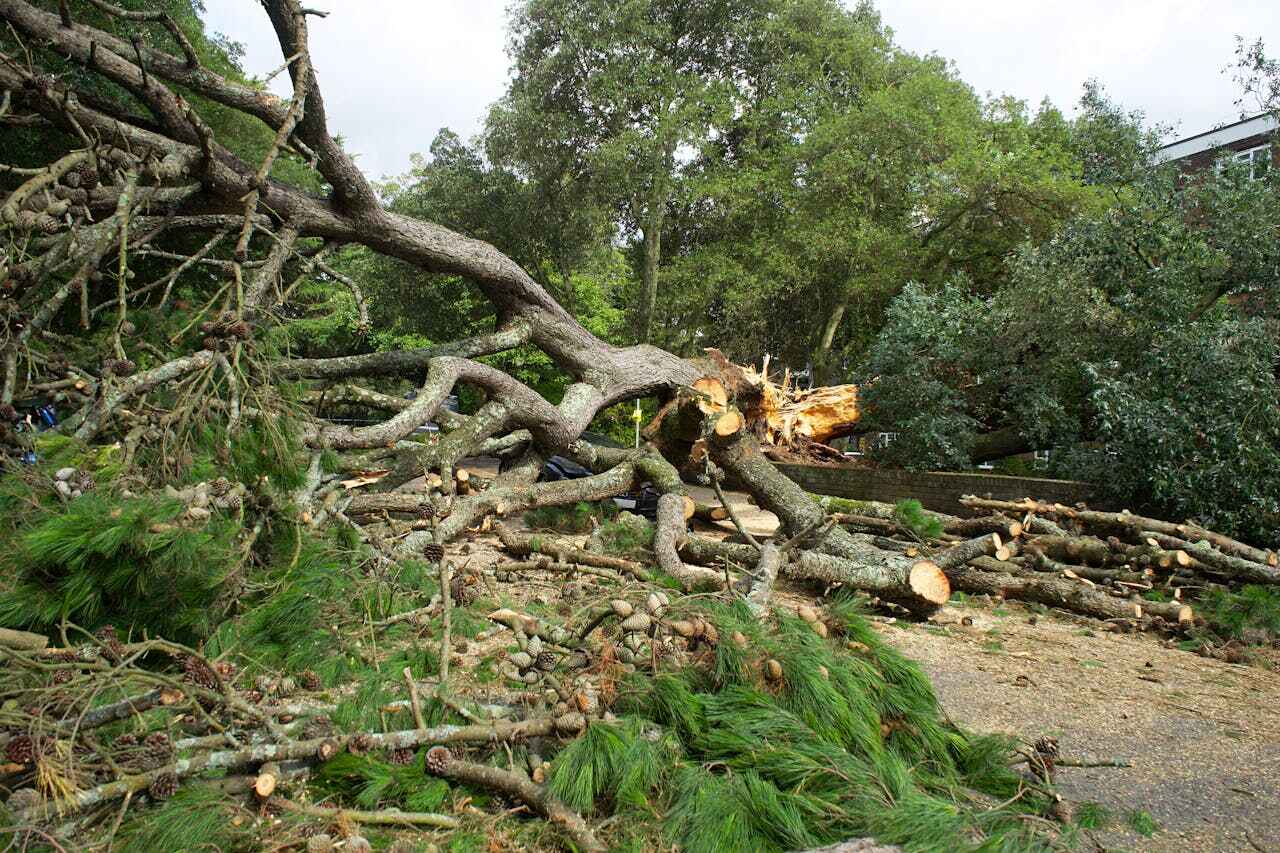 The Steps Involved in Our Tree Care Process in Caledonia, MN